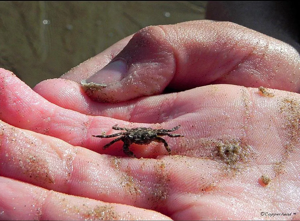 Cangrejo- Pismo Beach California