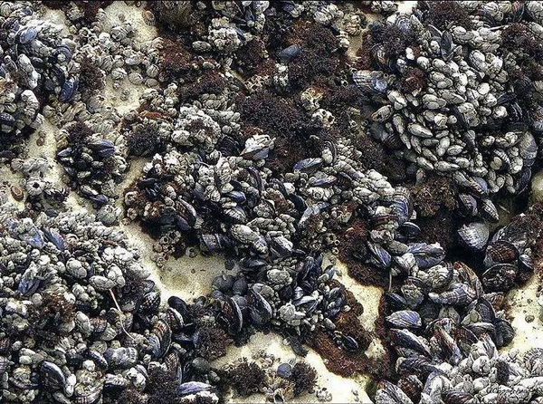 She Sells Sea Shells- Pismo Beach California