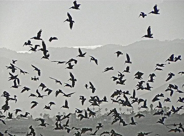Flight- Pismo Beach California