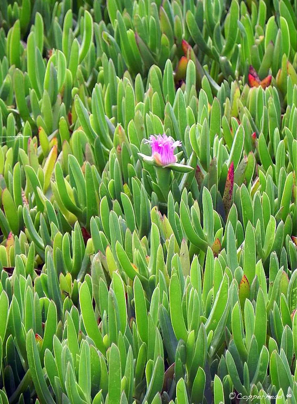 Princess- Big Sur California