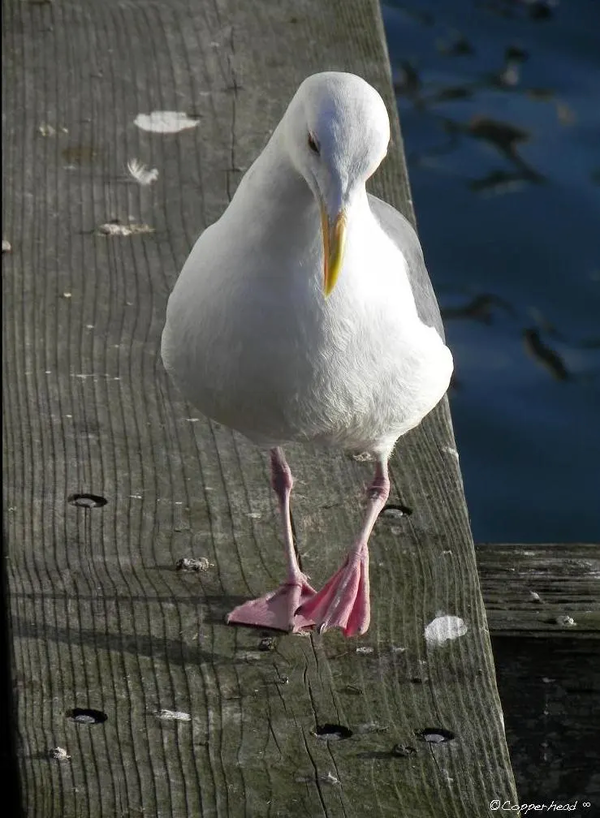 Just Thinkin'- Morro Bay California