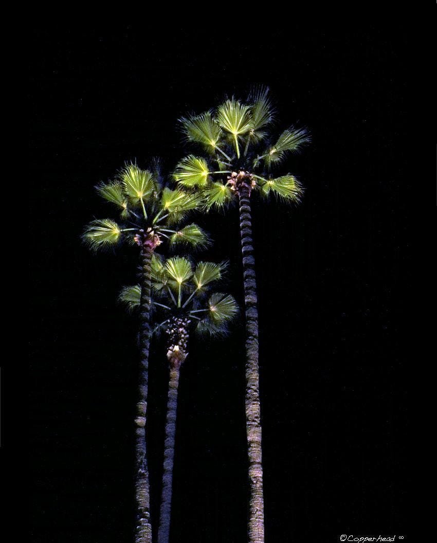 Laguna Beach California Photo Note Cards