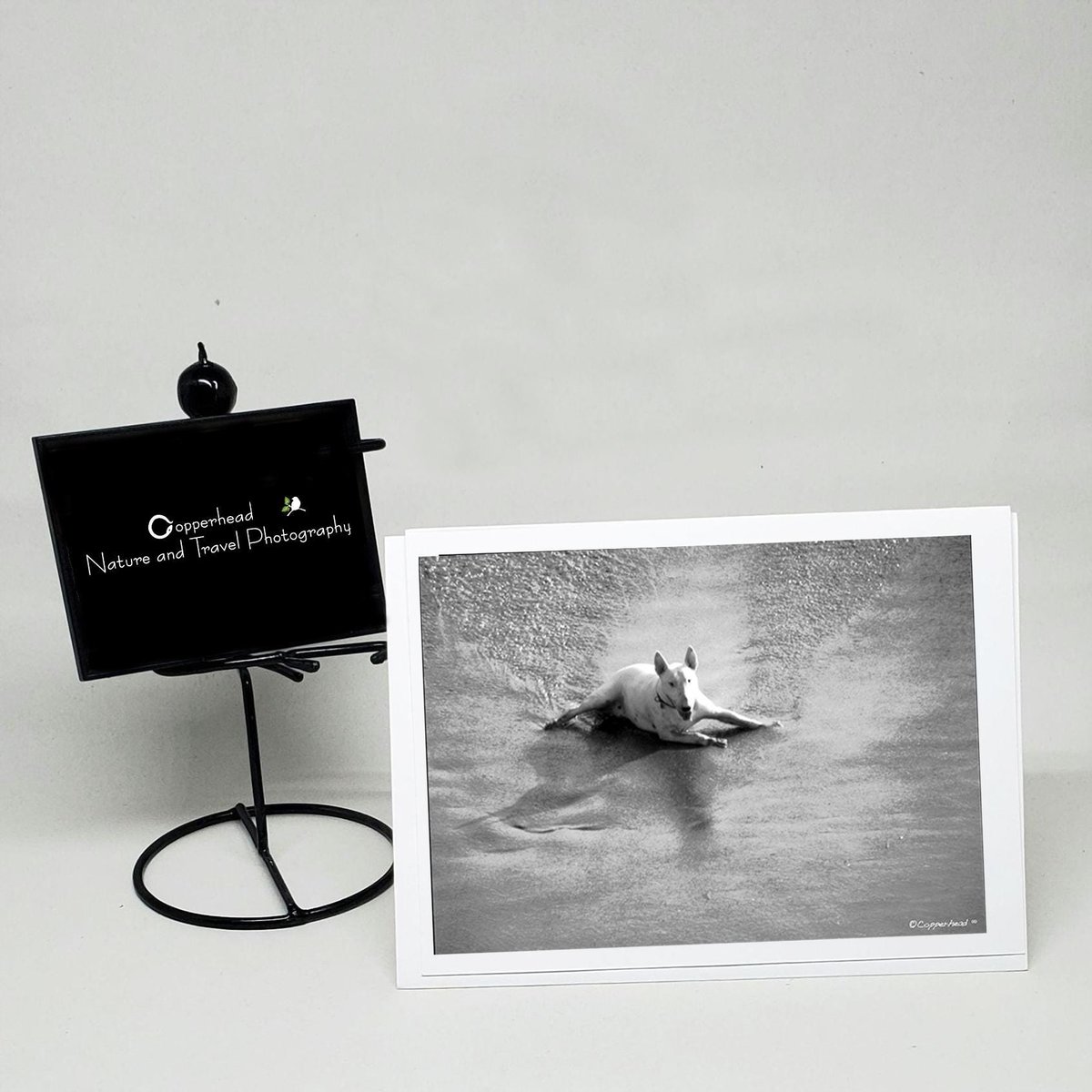 Laguna Beach California Photo Note Cards