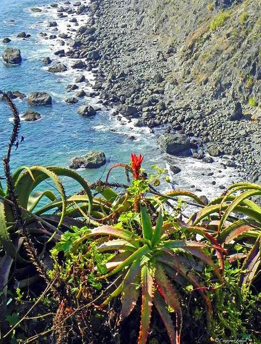 Big Sur California Photo Note Cards