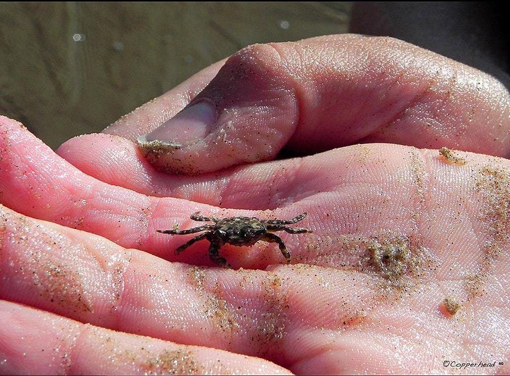 Pismo Beach California Photo Note Cards