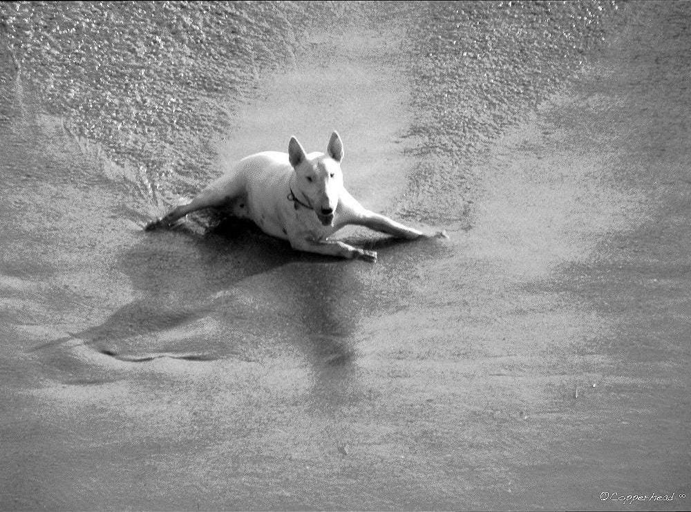 Laguna Beach California Photo Note Cards