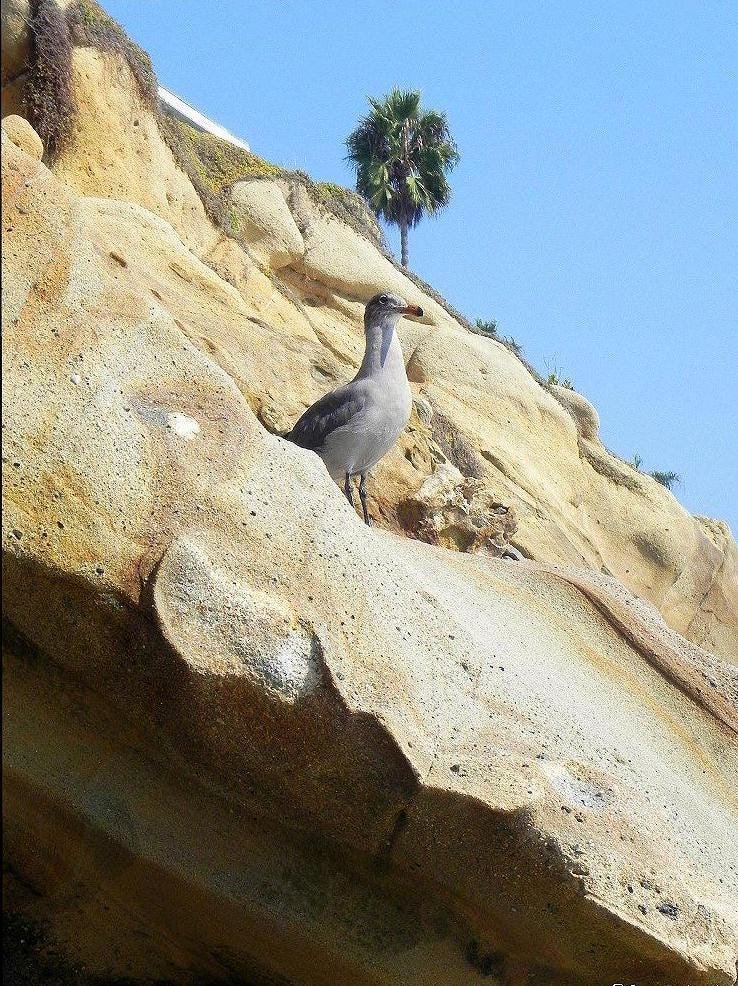 Laguna Beach California Photo Note Cards