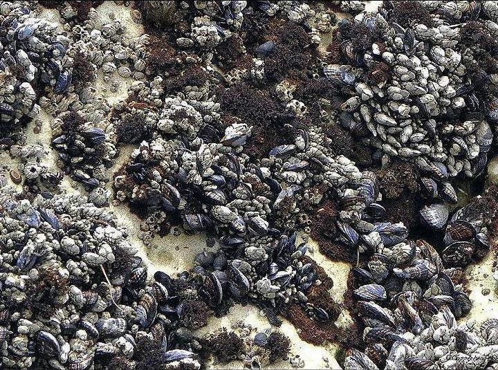 Pismo Beach California Photo Note Cards