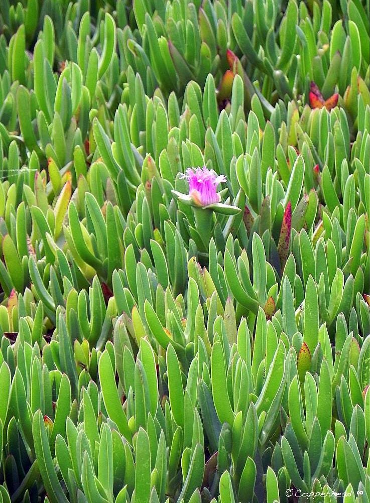 Morro Bay California Photo Note Cards