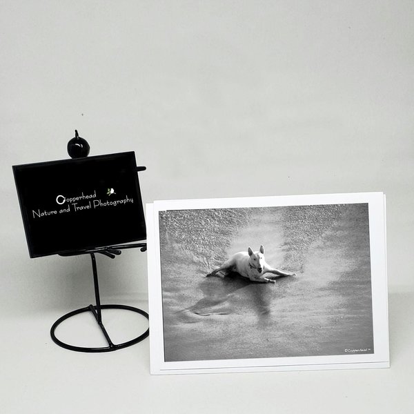 Laguna Beach California Photo Note Cards